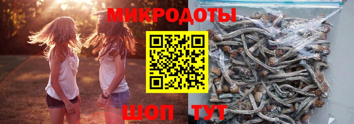 Псилоцибиновые грибы Cubensis Новочеркасск